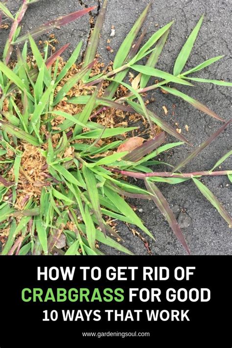 How To Get Rid Of Crabgrass For Good 10 Ways That Work