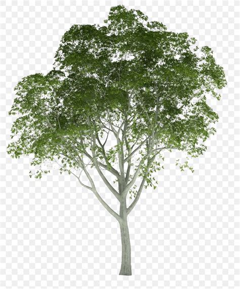 Architectural Rendering Tree Architecture 3d Rendering Png