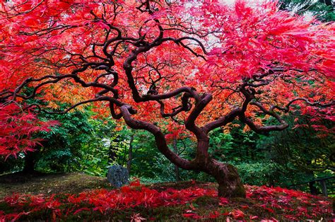 Bright Red Color Maple Tree Photograph By Hisao Mogi