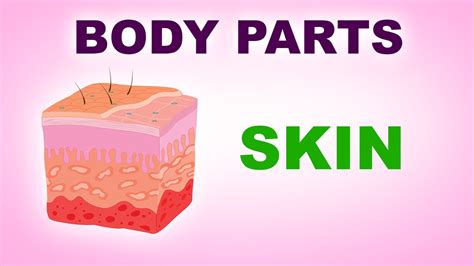 Skin Human Body Parts Pre School Know Your Body Animated Videos