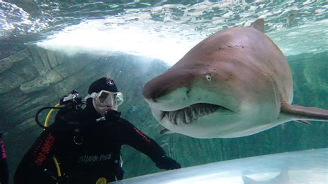 Shark Dive Without A Cage Shark Dive Xtreme Sydney Sea Life Aquarium