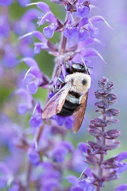 Bee hotel | the wildlife trusts. Delightful , Bees | Bee, Birds and the bees, Animal pictures