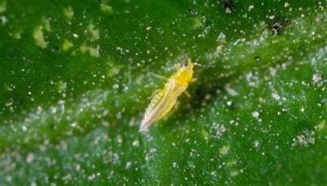 The Complete Guide To Thrips Pest Prophet Blog