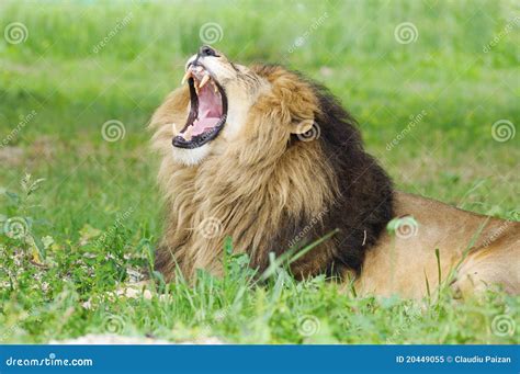 Lion With Mouth Open Royalty Free Stock Photo Image 20449055