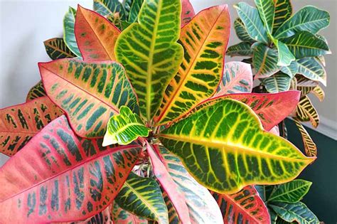How To Cultivate Croton Plants Indoors Gardeners Path