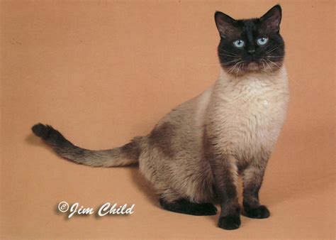 Applecat Acres Traditional Siamese And Traditional Balinese Cats