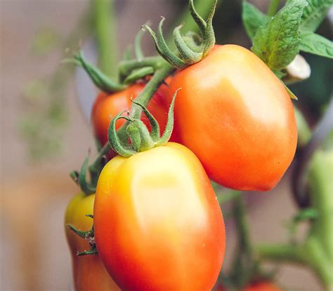 Jasons Top Tomato Plants How To Care For Them West Coast Gardens