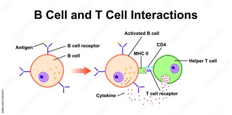 B Cell And T Cell Interaction In Immune System Colorful Symbols