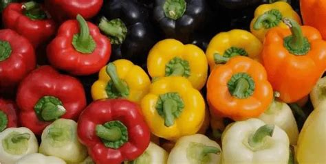 different types and varieties of bell peppers with names and pictures