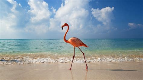 Flamingo Sea Landscape Nature Bird Water Beach Clouds Hd Wallpaper