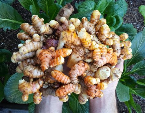 How To Grow Turmeric In Containers In Any Zone Homestead And Chill