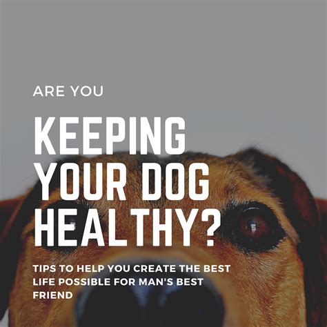 Are You Keeping Your Dog Healthy I Do Declaire