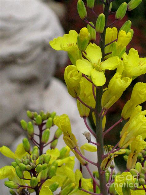 Brassica Oleracea 1 Photograph By Elizabeth Matlock Pixels