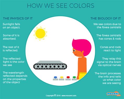 How Do We See Color Ographic For Kids Mocomi