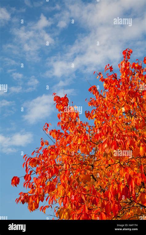 Autumn Leaves Against A Blue Sky Stock Photo Alamy
