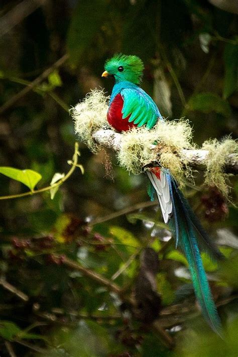 Beautiful Quetzal Resplendent Worlds Most Beautiful Bird Resplent