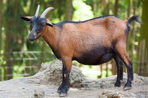 Brown Goat Free Stock Photo Public Domain Pictures