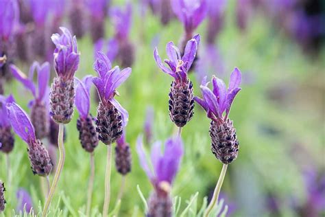 How To Grow Lavender Rhs Gardening