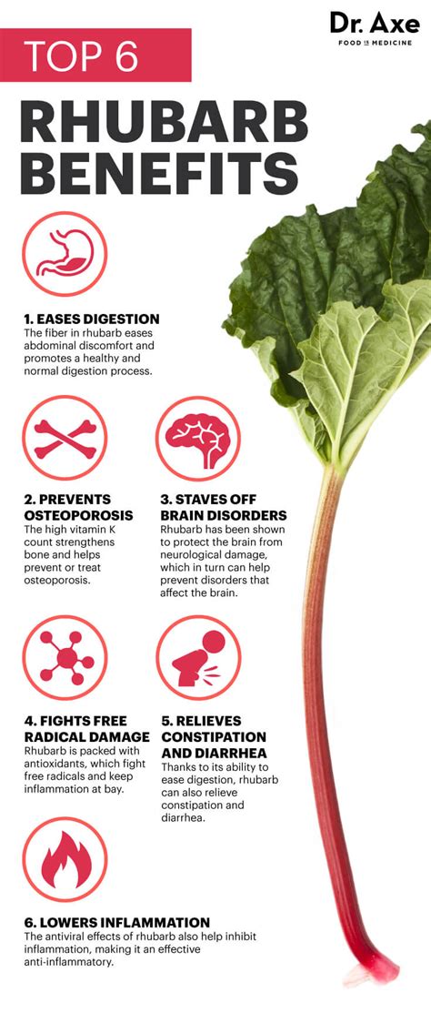 Rhubarb 6 Reasons To Eat Rhubarb For Your Health Dr Axe