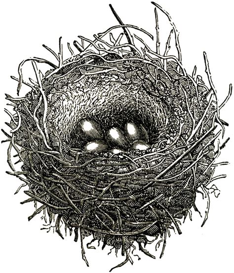 Black and white hand drawn image. Sweet Public Domain Bird Nest Image! - The Graphics Fairy