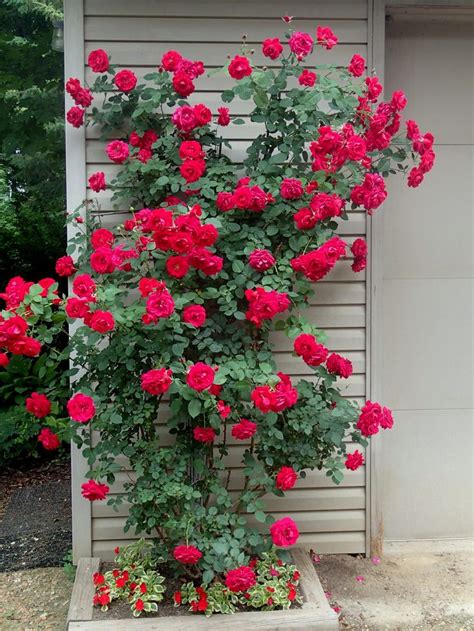 Ramblin Red Rose Knechts Nurseries And Landscaping Climbing Roses