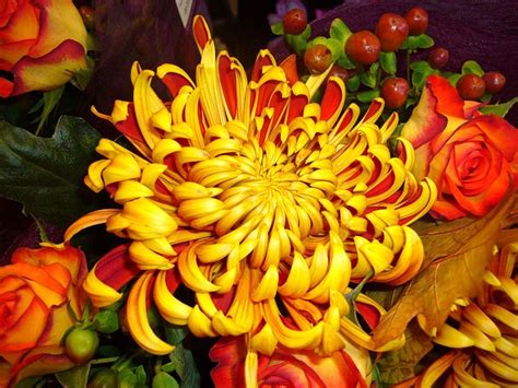 Chrysanthemum Flower Yellow · Free Photo On Pixabay