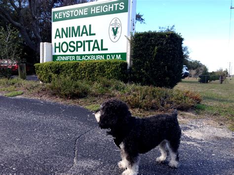 What is needed for Pet Travel Denmark? - Where is Willie?