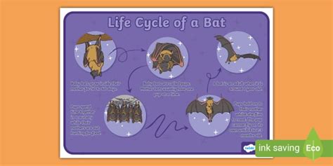 Life Cycle Of A Bat Poster Teacher Made Twinkl