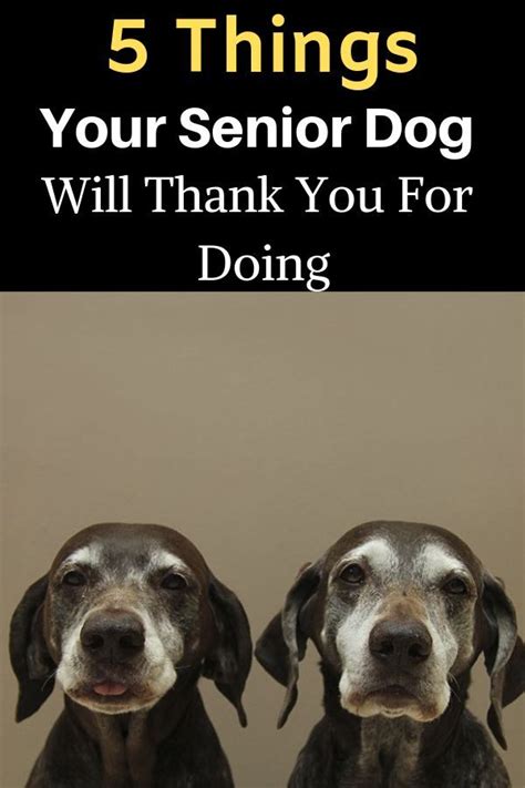 5 Things Your Senior Dog Will Thank You For Doing Senior Dog Senior