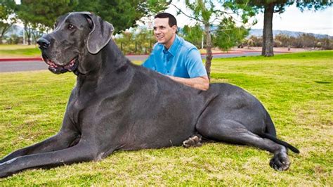 THE BIGGEST DOGS In The World - YouTube
