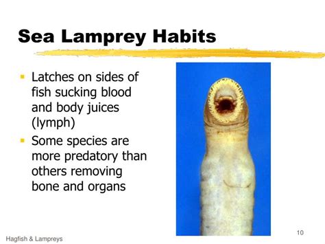Ppt Lampreys And Hagfishes Powerpoint Presentation Id6200091