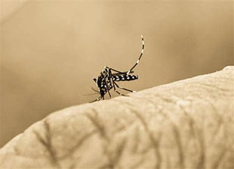 Researchers Find Key Markers For Drug Resistant Malaria Asian