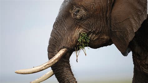 Why Elephants Have Cracks In Their Skin Cnn