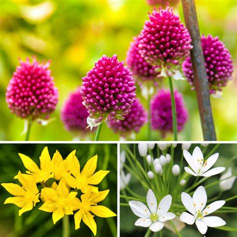 Allium Planting Guide Easy To Grow Bulbs