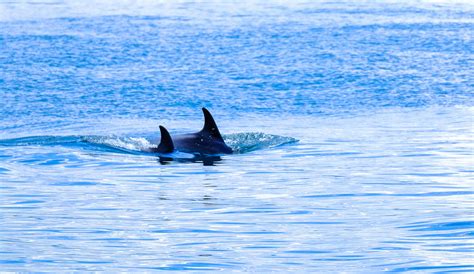 Two Orcas Swimming · Free Stock Photo