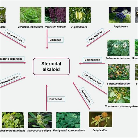 Vital Sources Of Steroidal Alkaloids Reproduced With Permission From Download Scientific