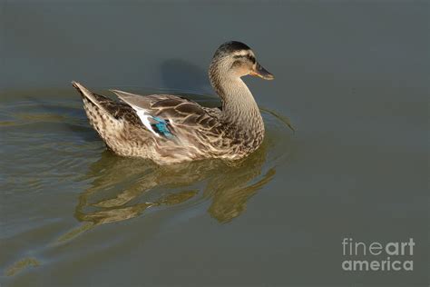 Mallard Rouen Duck Hen Swimming On Lake Photograph By Merrimon Crawford