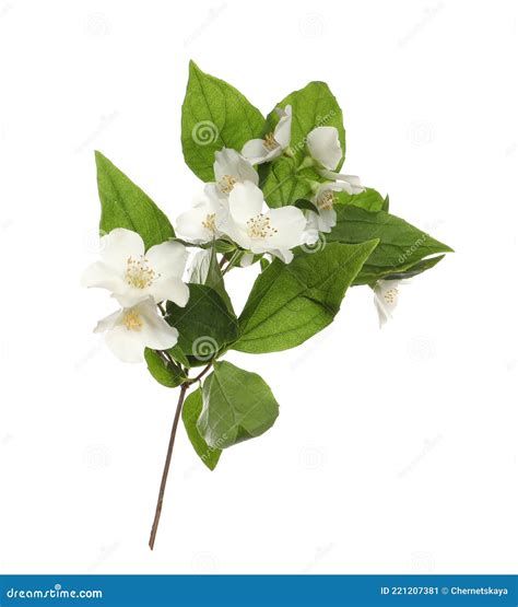 Branch Of Beautiful Jasmine Plant On White Background Stock Image