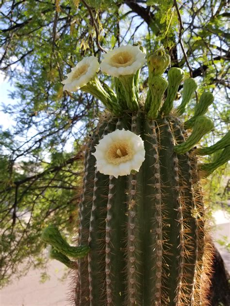 Arizonas State Flower The Saguaro Blossom Flowers Cactus Flower