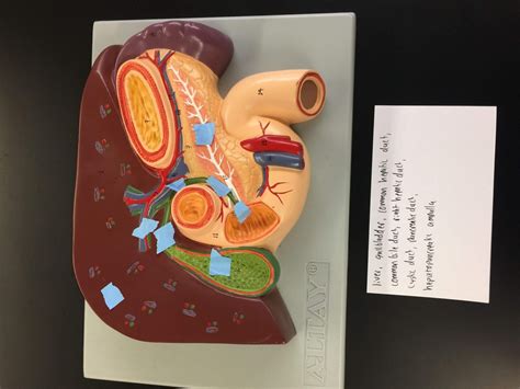 Liver And Pancreas Diagram Quizlet