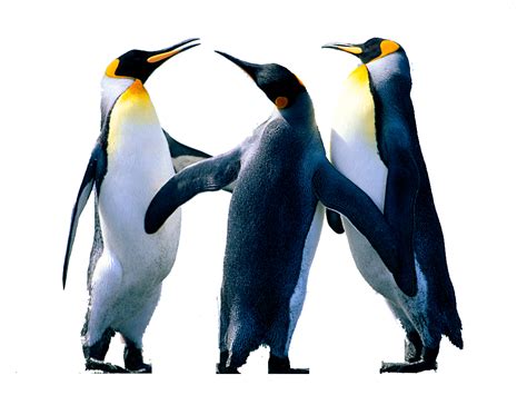 Penguin Png Background Image Png Arts