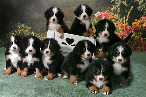 Great pyrenees and bernese mountain dog. Bernese Mountain Dog Info, Temperament, Puppies, Training ...