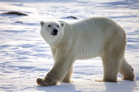 La Vida De Los Osos Polares En 15 Espectaculares Fotos En Gran Formato