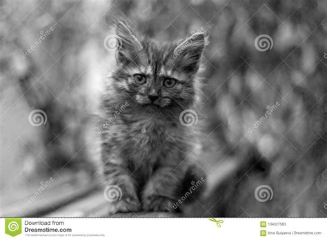 Little Gray Kitten Sitting On The Bench Stock Image Image Of Fluffy