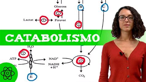 Ejercicios De Metabolismo CATABOLISMO YouTube