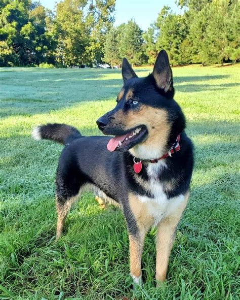 Ausky Australian Cattle Dog And Husky Mix Info Pictures Facts Faqs