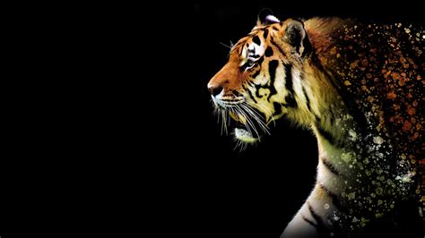 2560x1440 Tiger Abstract 5k 1440p Resolution Hd 4k Wallpapers Images