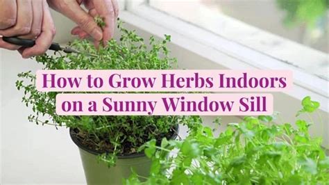 How To Grow Herbs Indoors For A Fragrant Garden Within Reach In 2022