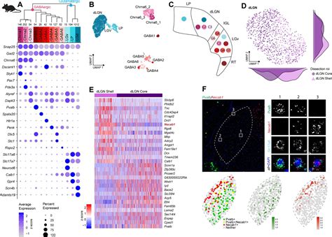 Single Cell And Single Nucleus Rna Seq Uncovers Shared And Distinct