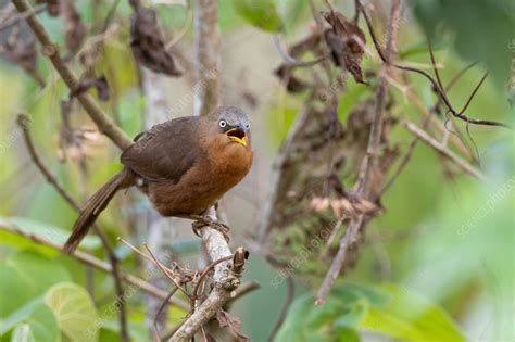 Rufous Babbler Stock Image C0566955 Science Photo Library